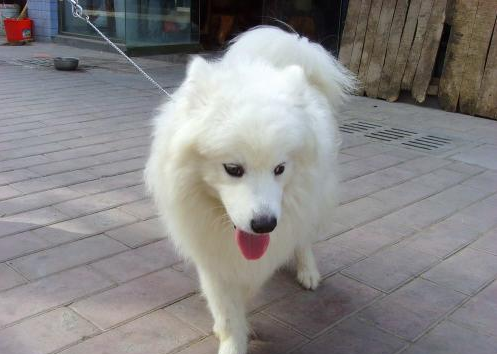狗狗離家出走 原因是被主人酒后誤打