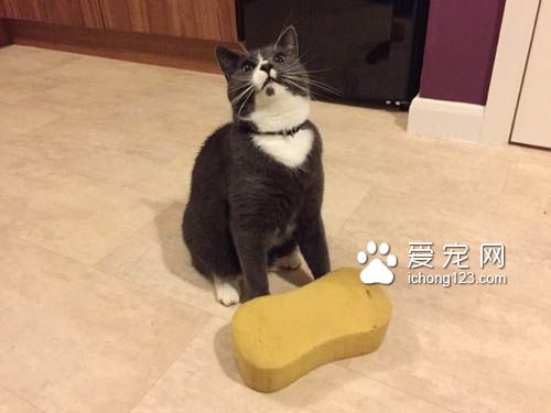 喵星人愛送禮物給貓奴，貓奴們趕緊接收來吧！