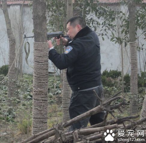 藏獒咬人中6槍仍未死亡 警方用沖鋒槍將其擊斃