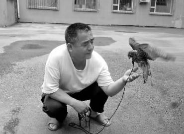長春一男子養只紅隼當寵物 人家遛狗他溜鷹