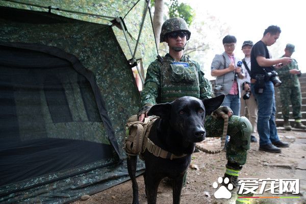 將被安樂死浪浪被領養回部隊 從軟腳蝦變英勇軍犬