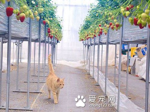 農民“請”貓咪駐守草莓園成為最萌巡邏員