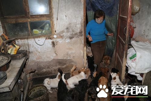 流浪狗怎么處理 退休女教師養240多只流浪狗