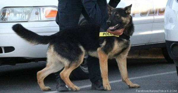 英勇警犬執行任務犧牲 致敬k9防彈背心以吊念