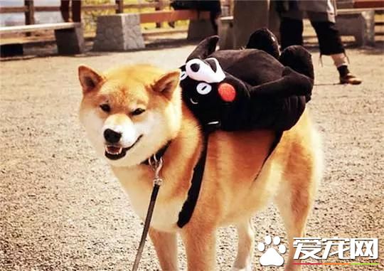 養柴犬的10個理由，99%的人看完都心動了！