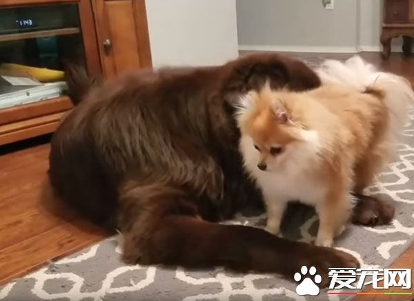 博美心情不好怎么辦 大塊頭紐芬蘭不敢惹就立馬裝死
