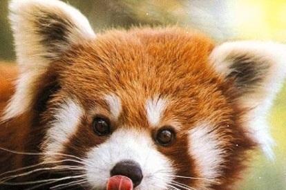 小涴熊？小熊貓？這都是什么鬼？傻傻分不清楚