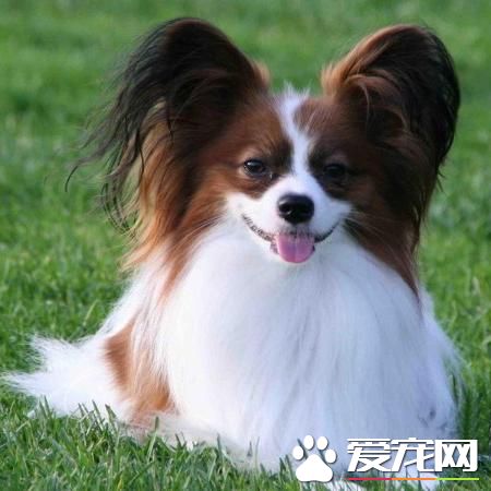 狗狗智商排行榜，你家狗狗排第幾？