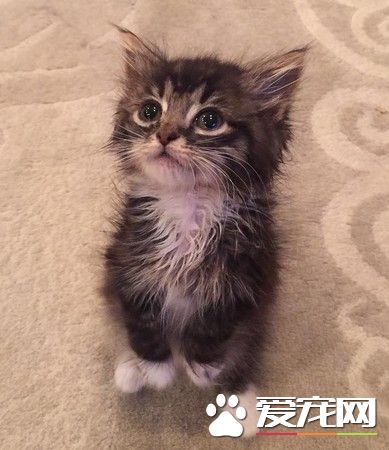 貓咪天生沒有肘關節 裝上假肢竟成絕美萌貓
