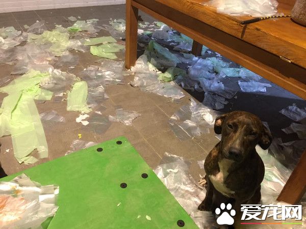汪將塑膠袋弄滿地 正襟危坐露出愧疚表情認錯