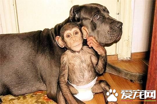 被<a href=/zhonglei/gou/ target=_blank class=infotextkey>狗</a>收養的孤兒黑猩猩 竟然把自己當成一條狗了