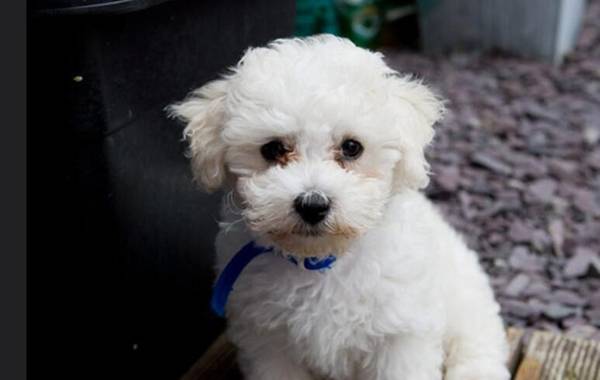 怎樣給比熊犬剪毛視頻
