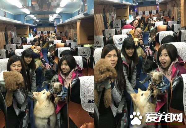 汪星人旅行團 下車都是狗驚訝到路人