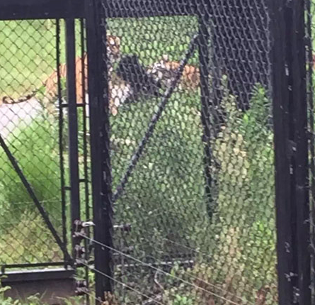 上海野生動物園一只黑熊被一群老虎活活咬死