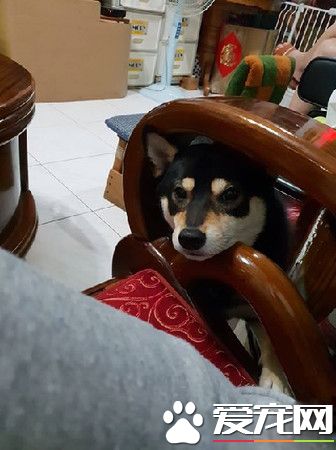汪拆家迎接主人 超熱情的樣子讓人無奈