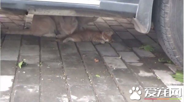 小貓躺車底下一動也不動 究竟是怎么回事？