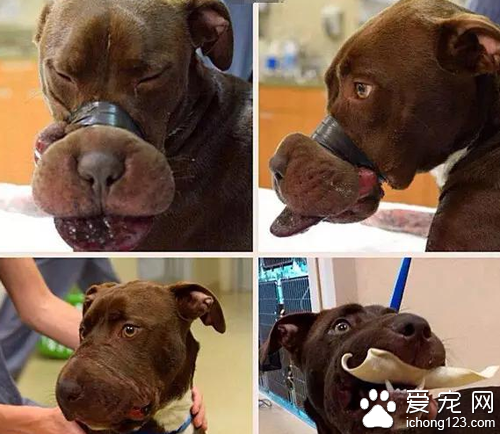 虐待動物太殘忍了 用膠帶粘住狗狗嘴的虐待狂終被抓住
