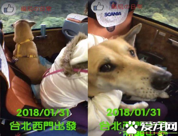 汪星人旅行團 下車都是狗驚訝到路人