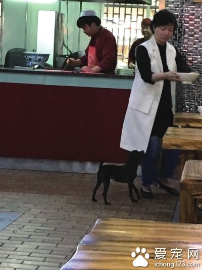 帶寵物去公共場合一起進餐 影響衛生遭反感