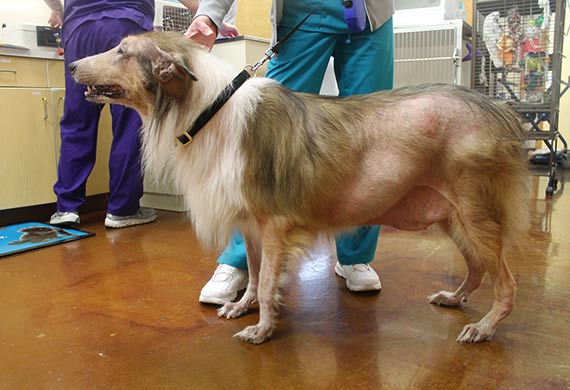 狗狗的健康問題不可掉以輕心 這五種犬病值得了解下