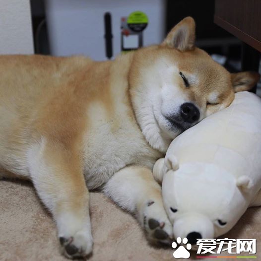 探秘：FACEBOOK上火的一塌糊涂的八只網紅柴犬