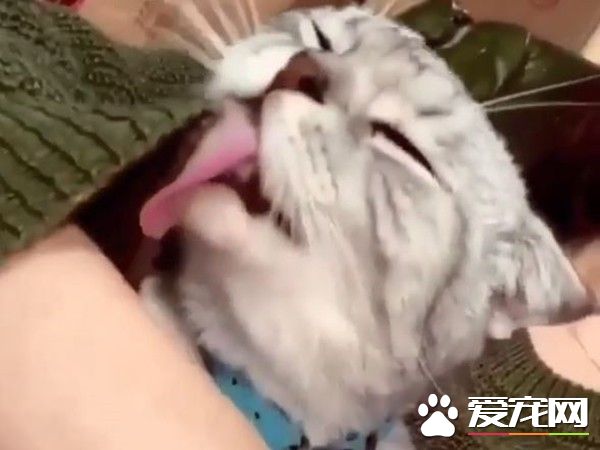 喵皇為奴才理毛 舔到牽絲海苔卻渾然不知