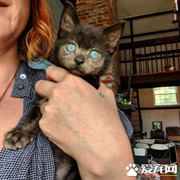 小黑貓因潮濕掉毛 新長毛后竟變身灰臉貓