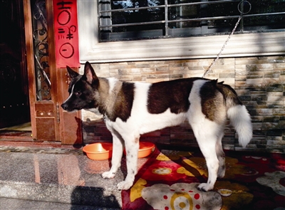 猖狂小偷小區擄走秋田犬 失主傷心求幫忙尋找