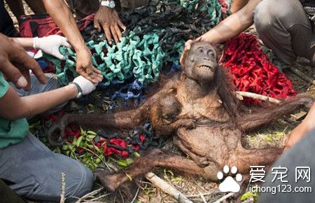 猩猩媽媽冒死從大火救出孩子 卻遭到他們殘惹對待
