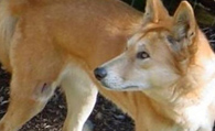 金毛犬撿瓶成癮 靠撿瓶子供了兩個大學生
