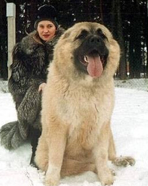 戰斗種族的好朋友---高加索犬 血緣來自中亞的獒犬