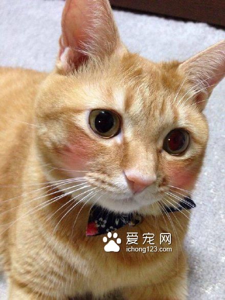 高冷的喵星人被打上腮紅之后