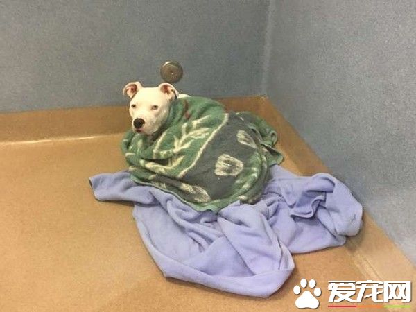 米克斯因主人懷孕被棄養 只有毛毯才能給它安全感