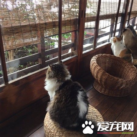 東京大雪超美 一群貓咪在窗前賞雪似有禪意