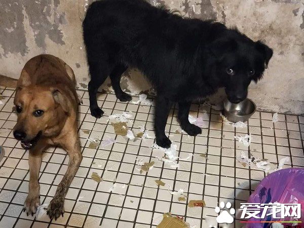 已經抱不動啦！時隔一年弟弟和狗狗長大了