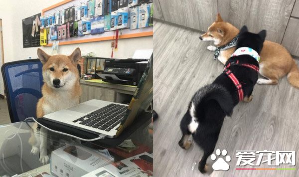 柴犬界的柯p 超可愛模樣是店里的活招牌
