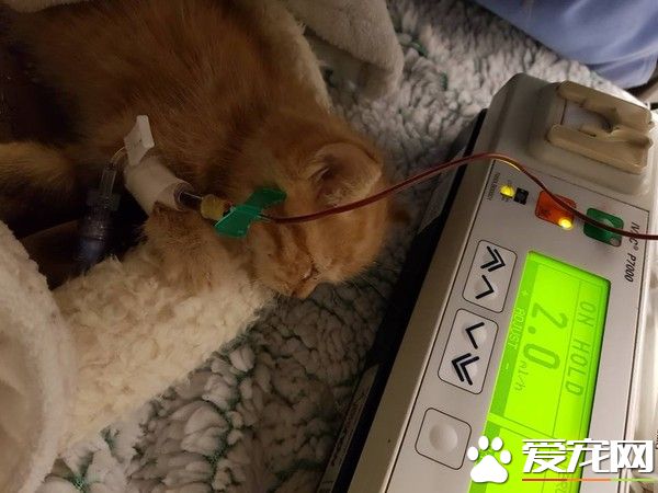撿到失血過多病危浪喵 找來自家胖貓捐血救命