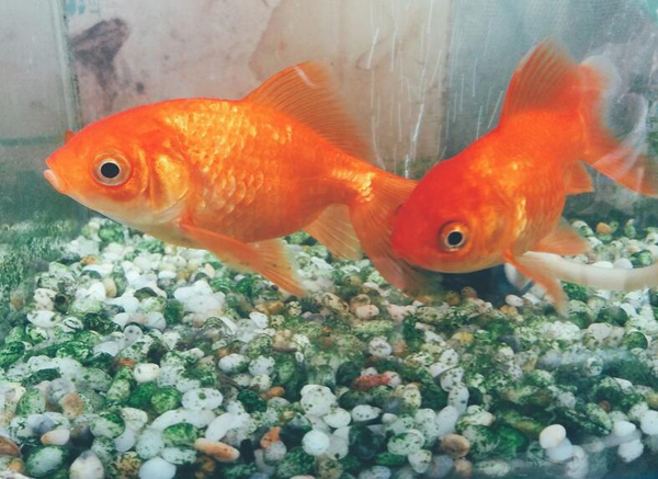 大金魚和小金魚可以一起養嗎