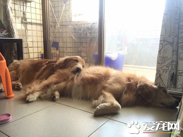 狗界暖男阿金在累也不敢動 超暖舉動讓爆贊