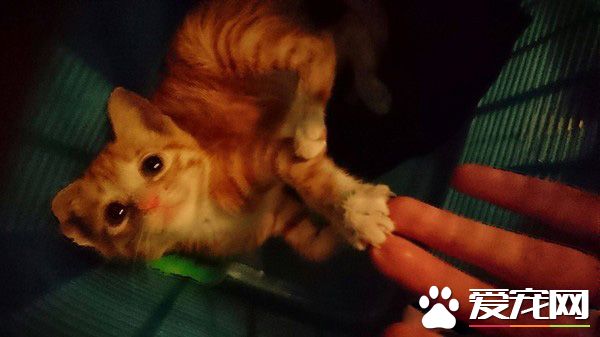貓生無望阿! 喵咪結扎手術中一臉生無可戀表情超有趣