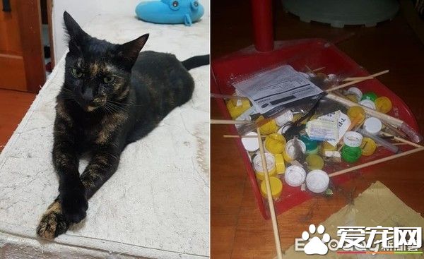 貓咪百香果愛收藏   一大堆瓶蓋正在被集齊