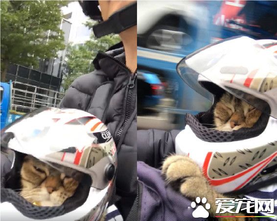 粗心爸爸忘記關上遮風罩 兜風貓肉臉被風吹成麻糬