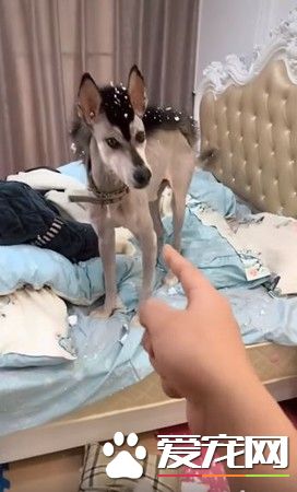 汪不滿難看發型拆家反擊 氣得主人現場大崩潰
