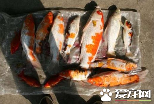 水族館700條魚離奇死亡 店主疑有人投毒