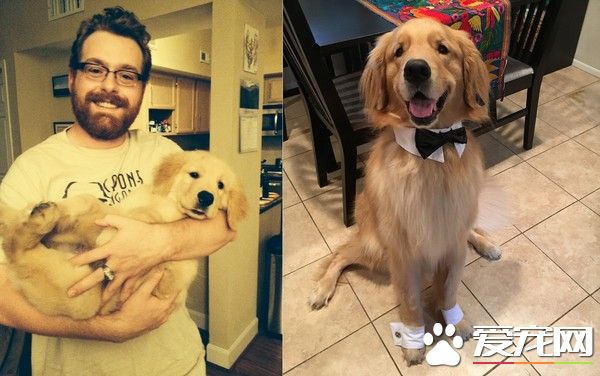 黃金獵犬穿西裝打領帶 幫主人向女朋友求婚成功了