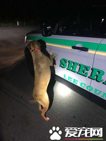 走失汪敲警車門尋求幫助 超暖警察半夜開車送回家
