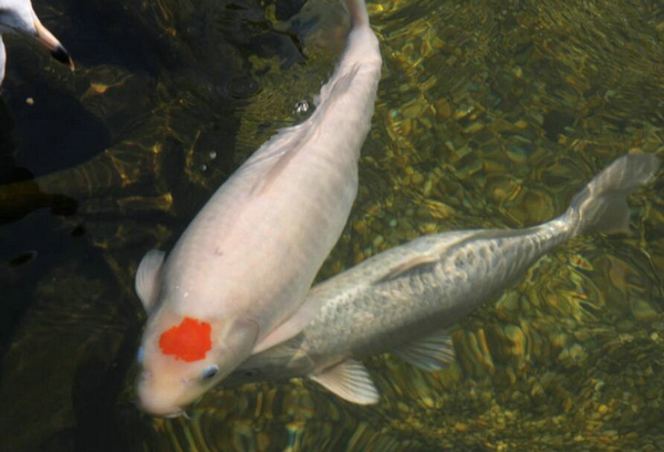 魚是動物類嗎