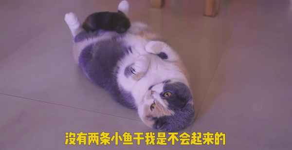 鏟屎的還不給小魚干？ 盤點這些貓咪討食的手段