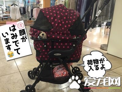 真正需要的空間 出門購物帶狗狗要擴大空間