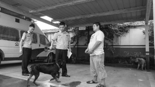 羅威納犬被盜時有發生 身價上萬的羅威納差點被殺